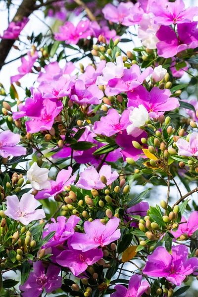 브라질 리오데자네이로 세린하도 바리의 마나카 나무에 아름다운 분홍빛 꽃들을 바라봄 — 스톡 사진