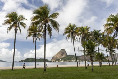 Brezilya Rio de Janeiro 'daki palmiye ağaçları ve Sugar Loaf Dağı' na güzel bir manzara