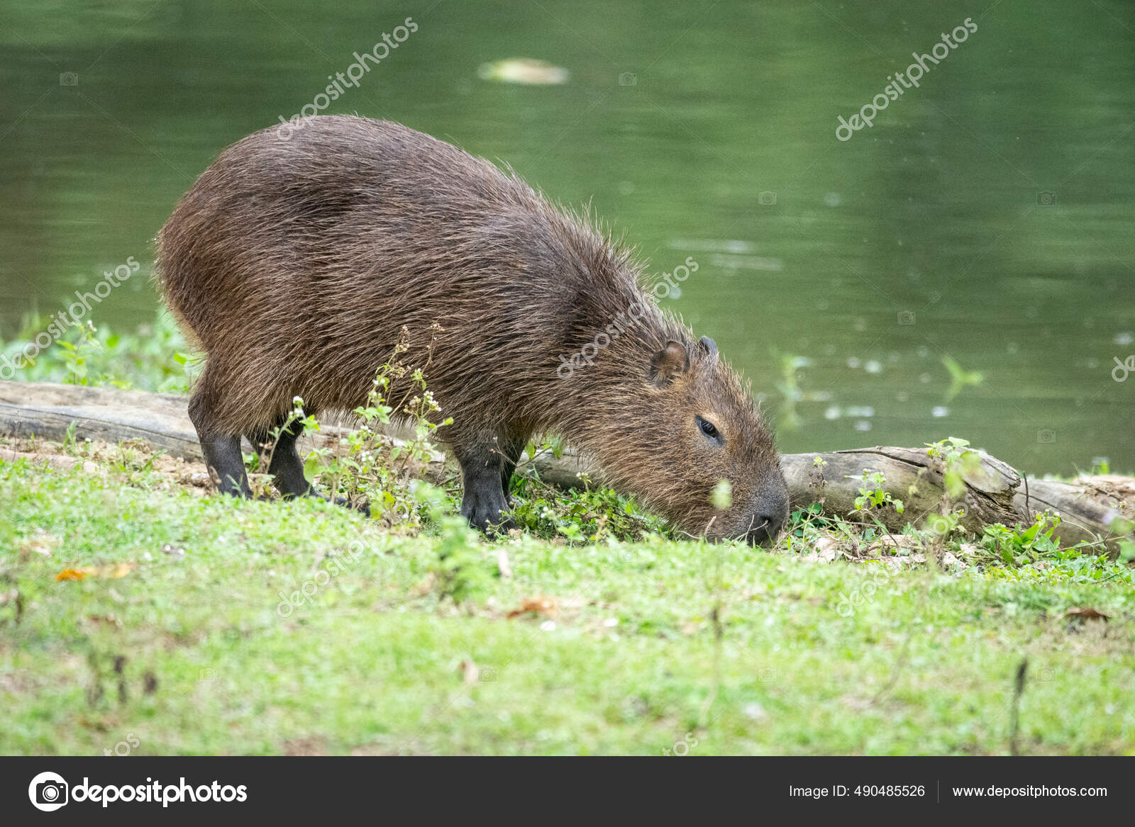 Imagem Padrão Da Capybara Na Floresta Verde-selva E Animal