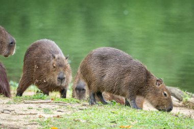 Brezilya 'nın Rio de Janeiro kırsalındaki yeşil yağmur ormanı gölü üzerinde bulunan bir grup kemirgene güzel bir manzara