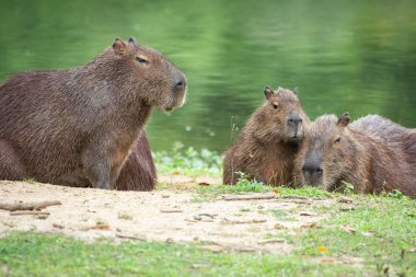 Brezilya 'nın Rio de Janeiro kırsalındaki yeşil yağmur ormanı gölü üzerinde bulunan bir grup kemirgene güzel bir manzara