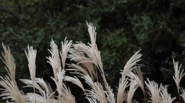 Miscanthus Sinensis ya da pampas otları rüzgarda, sonbaharda ya da sonbaharda, arka planda, açık havada ya da seyahatte esiyor. Yüksek kalite 4k görüntü