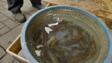 Suzhou China 'da deniz ürünleri pazarında satılan tatlı su karidesleri. Yüksek kalite 4k görüntü