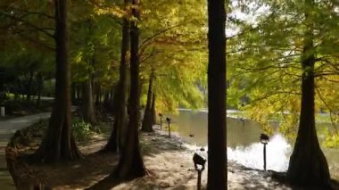 Sonbaharda göl kıyısında kel selvi ağaçları, Çin 'in Zhongshan Dağı. Yüksek kalite 4k görüntü