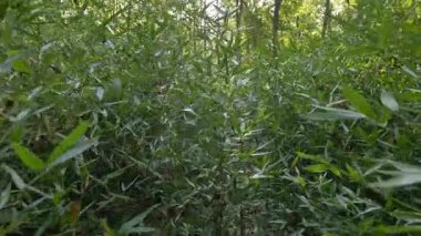 Nanjing, Çin 'deki Sun Yat-sen mozolesinin doğal manzarası ve mimarisi.