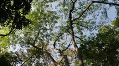 Nanjing, Çin 'deki Sun Yat-sen mozolesinin doğal manzarası ve mimarisi.