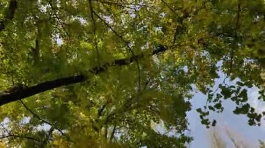 Ming Xiaoling mozolesinde, arka planda mavi gökyüzü ile sonbahar ormanında yürürken, Nanjing