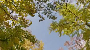 Ming Xiaoling mozolesinde, arka planda mavi gökyüzü ile sonbahar ormanında yürürken, Nanjing