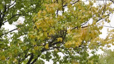 Nanjing 'deki Başkanlık Sarayı' nın manzarası ve manzarası. Yüksek kalite 4k görüntü