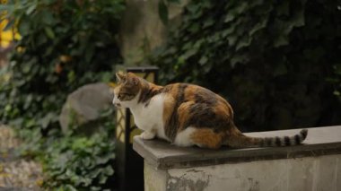 Nanjing 'deki Başkanlık Sarayı' nın manzarası ve manzarası. Yüksek kalite 4k görüntü