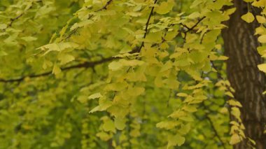 Sonbaharda ginkgo ağacını kapat. Nanjing Çin. Yüksek kalite 4k görüntü