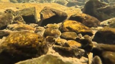 Mavi tatlı su altında küçük balık sürüsü, wenzhou China. Yüksek kaliteli FullHD görüntüler