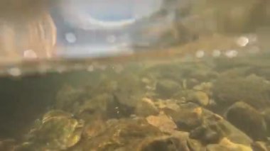 Mavi tatlı su altında küçük balık sürüsü, wenzhou China. Yüksek kaliteli FullHD görüntüler