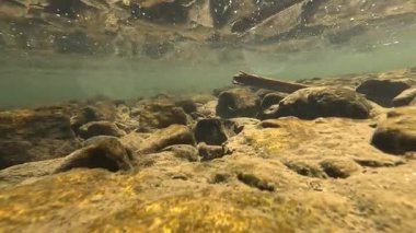 Mavi tatlı su altında küçük balık sürüsü, wenzhou China. Yüksek kaliteli FullHD görüntüler