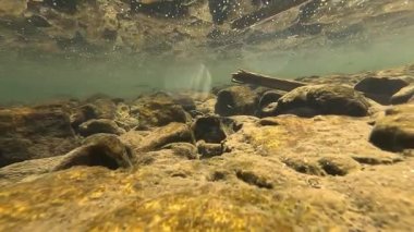 Mavi tatlı su altında küçük balık sürüsü, wenzhou China. Yüksek kaliteli FullHD görüntüler