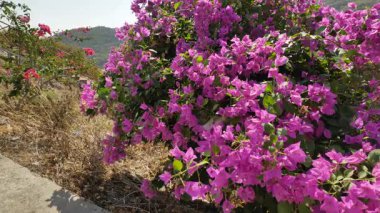 Fujian Yushan Adası 'ndaki doğal manzara. Yüksek kalite 4k görüntü