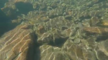 Mavi tatlı su altında küçük balık sürüsü, xiapu, Fuji bölgesi Çin. Yüksek kaliteli FullHD görüntüler