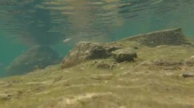 Mavi tatlı su altında küçük balık sürüsü, xiapu, Fuji bölgesi Çin. Yüksek kaliteli FullHD görüntüler