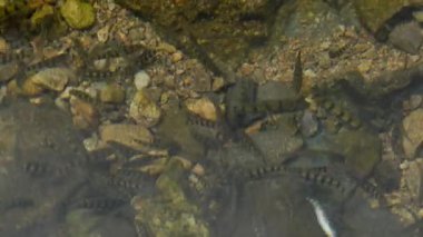 Mavi tatlı su altında küçük balık sürüsü, xiapu, Fuji bölgesi Çin. Yüksek kaliteli FullHD görüntüler