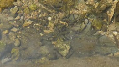 Mavi tatlı su altında küçük balık sürüsü, xiapu, Fuji bölgesi Çin. Yüksek kaliteli FullHD görüntüler