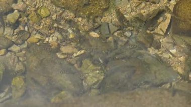 Mavi tatlı su altında küçük balık sürüsü, xiapu, Fuji bölgesi Çin. Yüksek kaliteli FullHD görüntüler