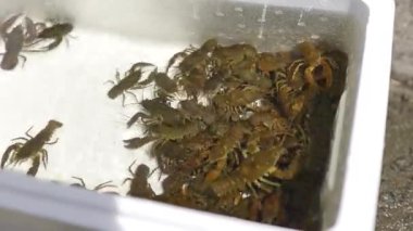 Taze canlı kerevit plastik konteynırda kapanıyor. Yüksek kalite 4k görüntü