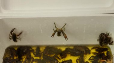 Taze canlı kerevit plastik konteynırda kapanıyor. Yüksek kalite 4k görüntü