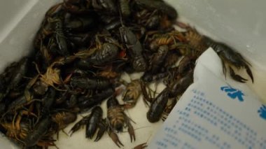 Taze canlı kerevit plastik konteynırda kapanıyor. Yüksek kalite 4k görüntü