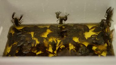 Taze canlı kerevit plastik konteynırda kapanıyor. Yüksek kalite 4k görüntü