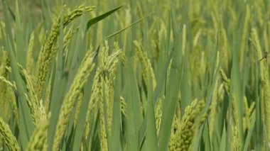 Kuzeydoğu Çin 'de olgunlaşmış tahıllı yeşil pirinç bitkisini yakından çek.