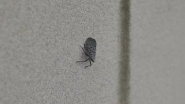 Duvarda bir güve böceği, Çin 'in zhejiang bölgesinde. Yüksek kalite 4k görüntü