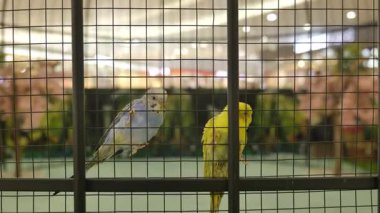 Büyük bir kafeste bir sürü papağan. Yüksek kalite 4k görüntü