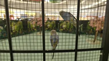 Büyük bir kafeste bir sürü papağan. Yüksek kalite 4k görüntü