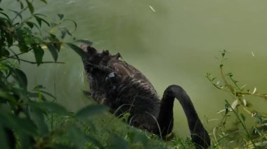 Doğal manzara ve Yangzhou 'daki Slender West Lake' in tarihi Çin mimarisi. Yüksek kalite 4k görüntü