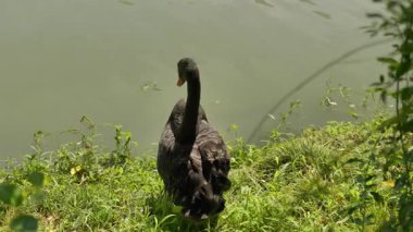 Doğal manzara ve Yangzhou 'daki Slender West Lake' in tarihi Çin mimarisi. Yüksek kalite 4k görüntü