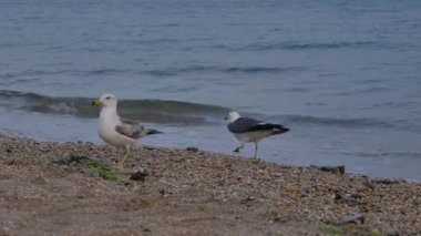 Slow Motion: Büyük Martı Sürüsü Dalian Sahili üzerinde uçuyor, Sunset, 4K. Yüksek kalite 4k görüntü
