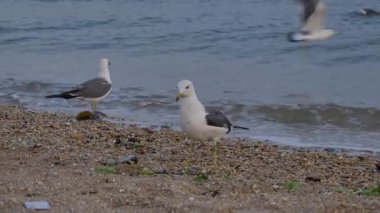 Slow Motion: Büyük Martı Sürüsü Dalian Sahili üzerinde uçuyor, Sunset, 4K. Yüksek kalite 4k görüntü