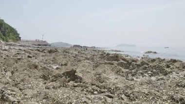 Dalian, Çin 'deki engebeli kıyı kayalarında vahşi istiridyeler yetişiyor. Yüksek kalite 4k görüntü