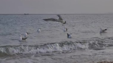 Slow Motion: Büyük Martı Sürüsü Dalian Sahili üzerinde uçuyor, Sunset, 4K. Yüksek kalite 4k görüntü