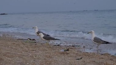 Slow Motion: Büyük Martı Sürüsü Dalian Sahili üzerinde uçuyor, Sunset, 4K. Yüksek kalite 4k görüntü