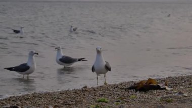Slow Motion: Büyük Martı Sürüsü Dalian Sahili üzerinde uçuyor, Sunset, 4K. Yüksek kalite 4k görüntü