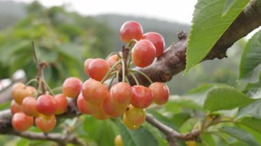 Yakın çekim Dalians 'ın ünlü kirazları olgunlaşmak üzere.