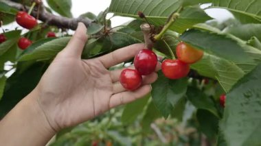 Yakın çekim Dalians 'ın ünlü kirazları olgunlaşmak üzere.