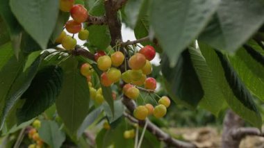 Yakın çekim Dalians 'ın ünlü kirazları olgunlaşmak üzere.