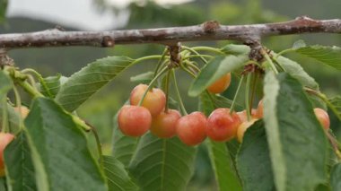 Yakın çekim Dalians 'ın ünlü kirazları olgunlaşmak üzere.