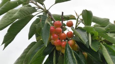 Yakın çekim Dalians 'ın ünlü kirazları olgunlaşmak üzere.