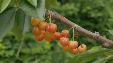 Yakın çekim Dalians 'ın ünlü kirazları olgunlaşmak üzere.