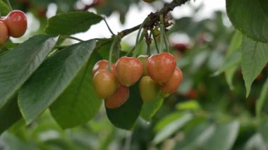 Yakın çekim Dalians 'ın ünlü kirazları olgunlaşmak üzere.