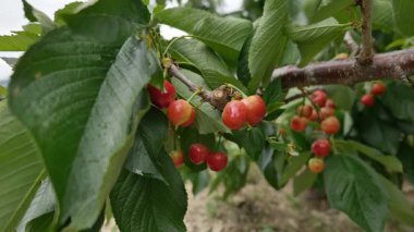 Yakın çekim Dalians 'ın ünlü kirazları olgunlaşmak üzere.