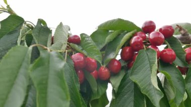 Yakın çekim Dalians 'ın ünlü kirazları olgunlaşmak üzere.